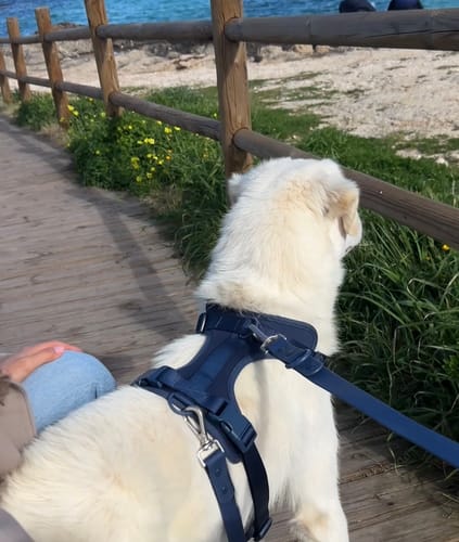 Customer photo review of Navy Velvy Geschirr Set