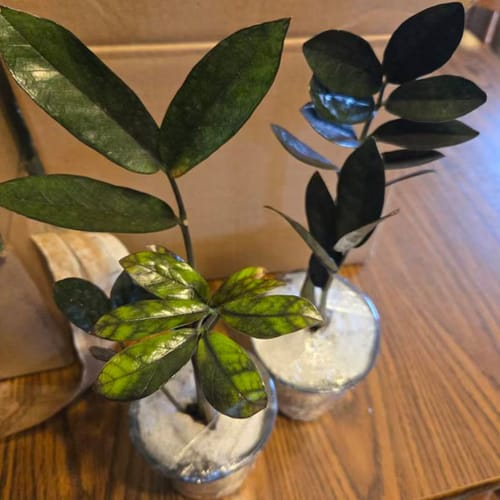 Customer photo review of Raven ZZ plant | Indoor Live Zamioculcas Zamiifolia Raven Plant | Rare Indoor Plant | Zansibar gem | Black ZZ Plant