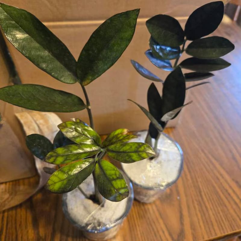 Customer photo review of Raven ZZ plant | Indoor Live Zamioculcas Zamiifolia Raven Plant | Rare Indoor Plant | Zansibar gem | Black ZZ Plant
