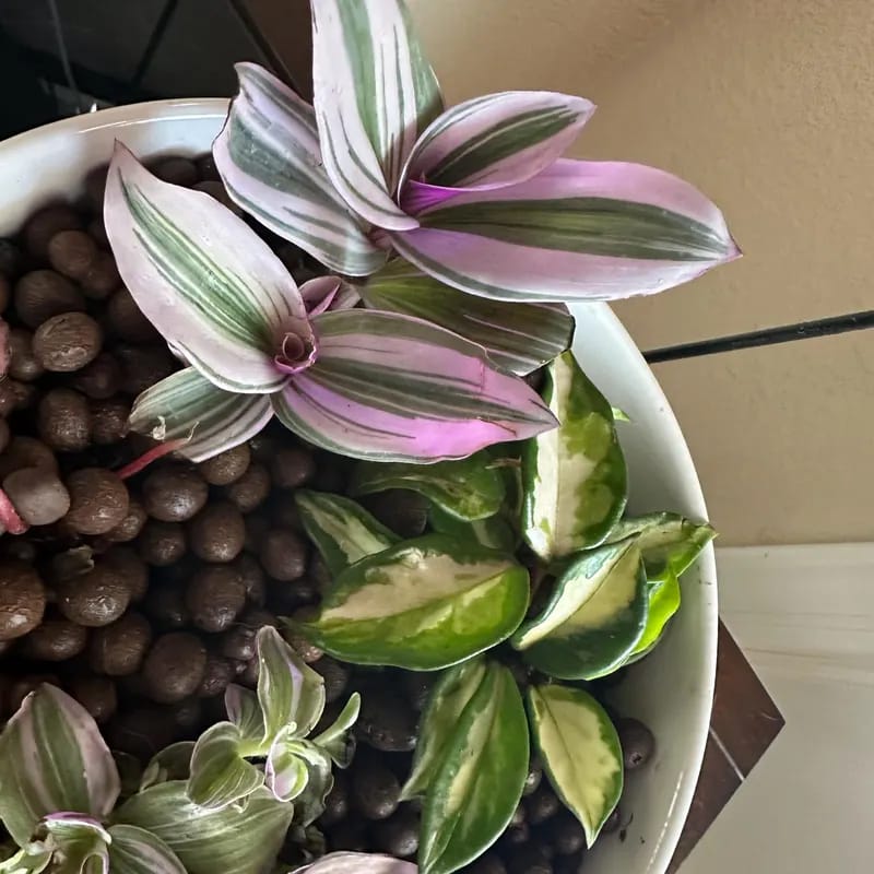 Customer photo review of Rare Tradescantia Nanouk Lilac Plant | Rare Tradescantia Pot | Rare Pink Wandering Jew | Easy care hardy indoor houseplant in a nursery pot