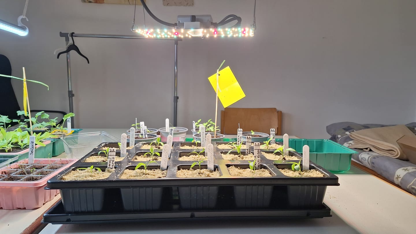 Customer photo review of Untersetzer für QuickPot Anzuchtplatten