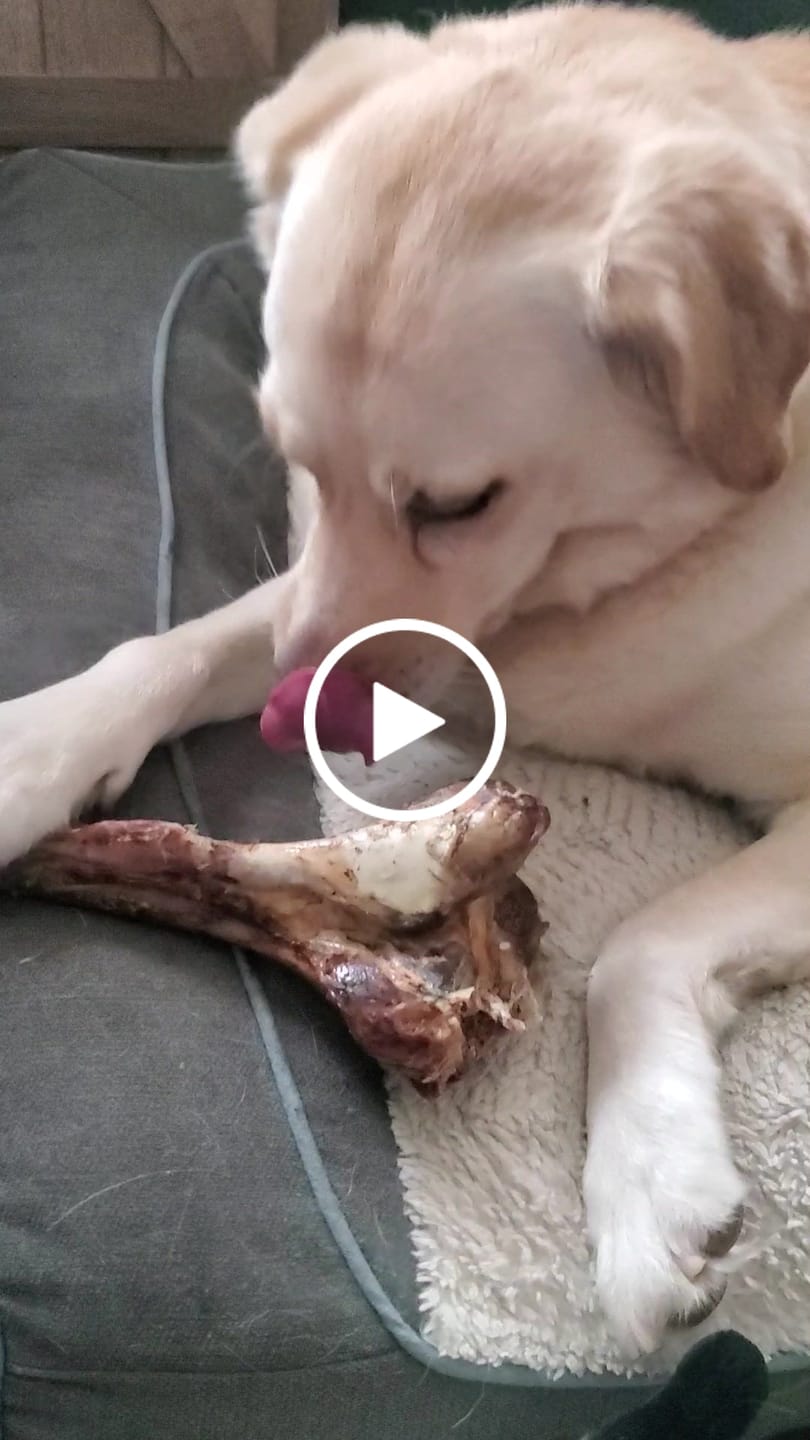 Customer video review of Large Ostrich Cane (11.5" x 5"): The Ultimate Long-Lasting Chew for Medium, Large & XL Dogs