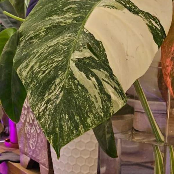 Customer photo review of Monstera Albo Borsigiana Cutting - Extremely Rare Variegated White Monstera Albo Plant Live - US Seller - Grower's Choice - Large Form