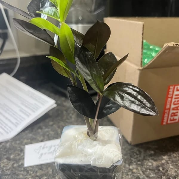 Customer photo review of Raven ZZ plant | Indoor Live Zamioculcas Zamiifolia Raven Plant | Rare Indoor Plant | Zansibar gem | Black ZZ Plant