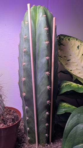 Customer photo review of San Pedro Cactus | Trichocereus (Echinopsis) Pachanoi