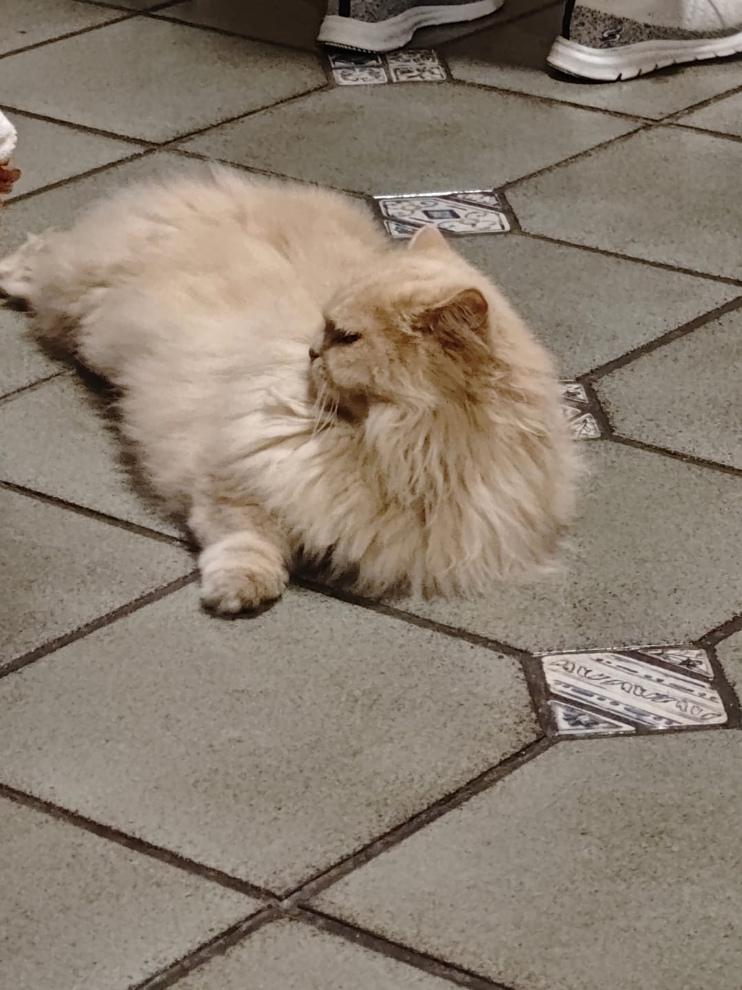 Customer photo review of Grain Free Cat Sterilized