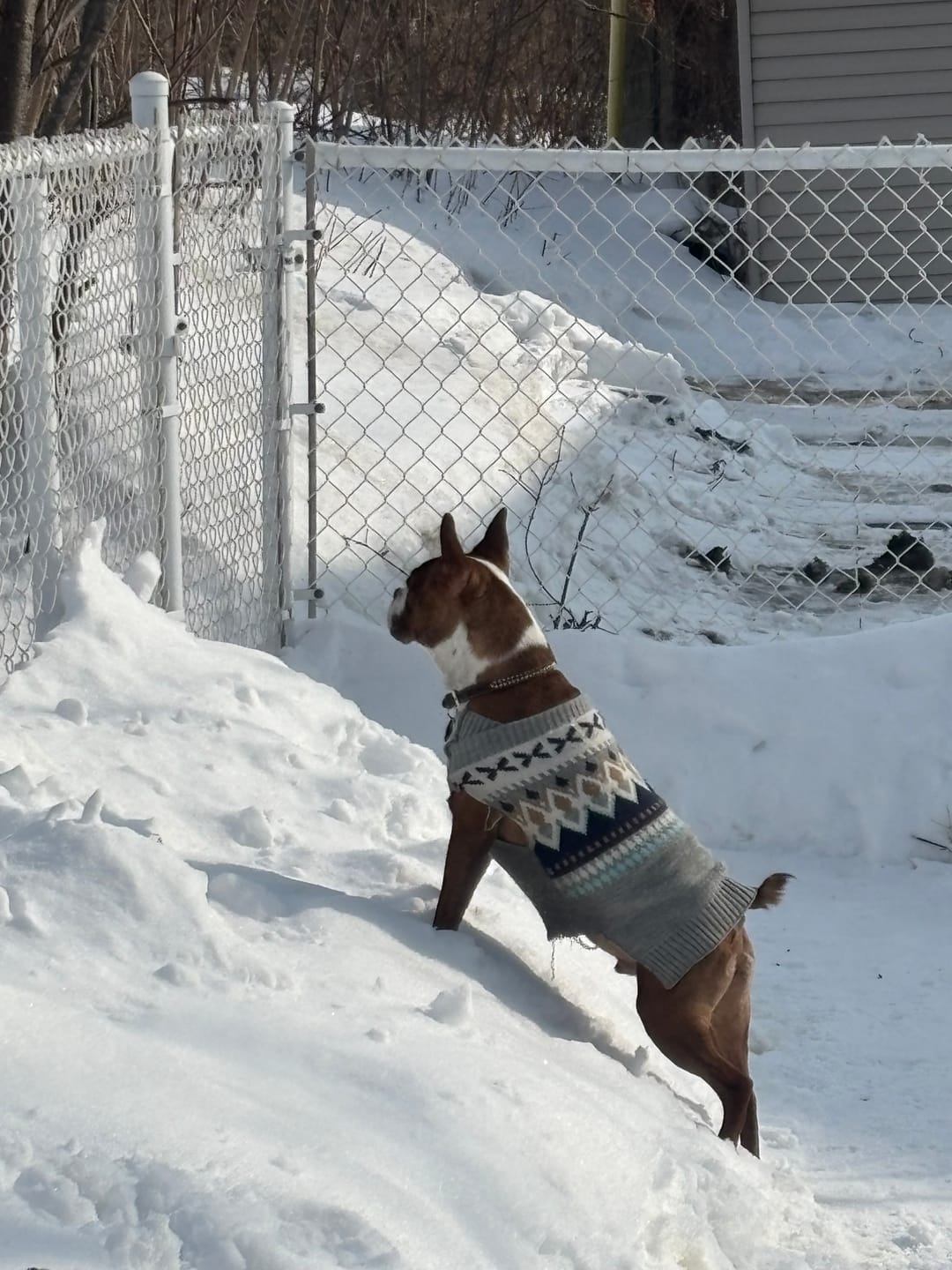Customer photo review of Horizon Legacy - Nourriture pour chien haut de gamme