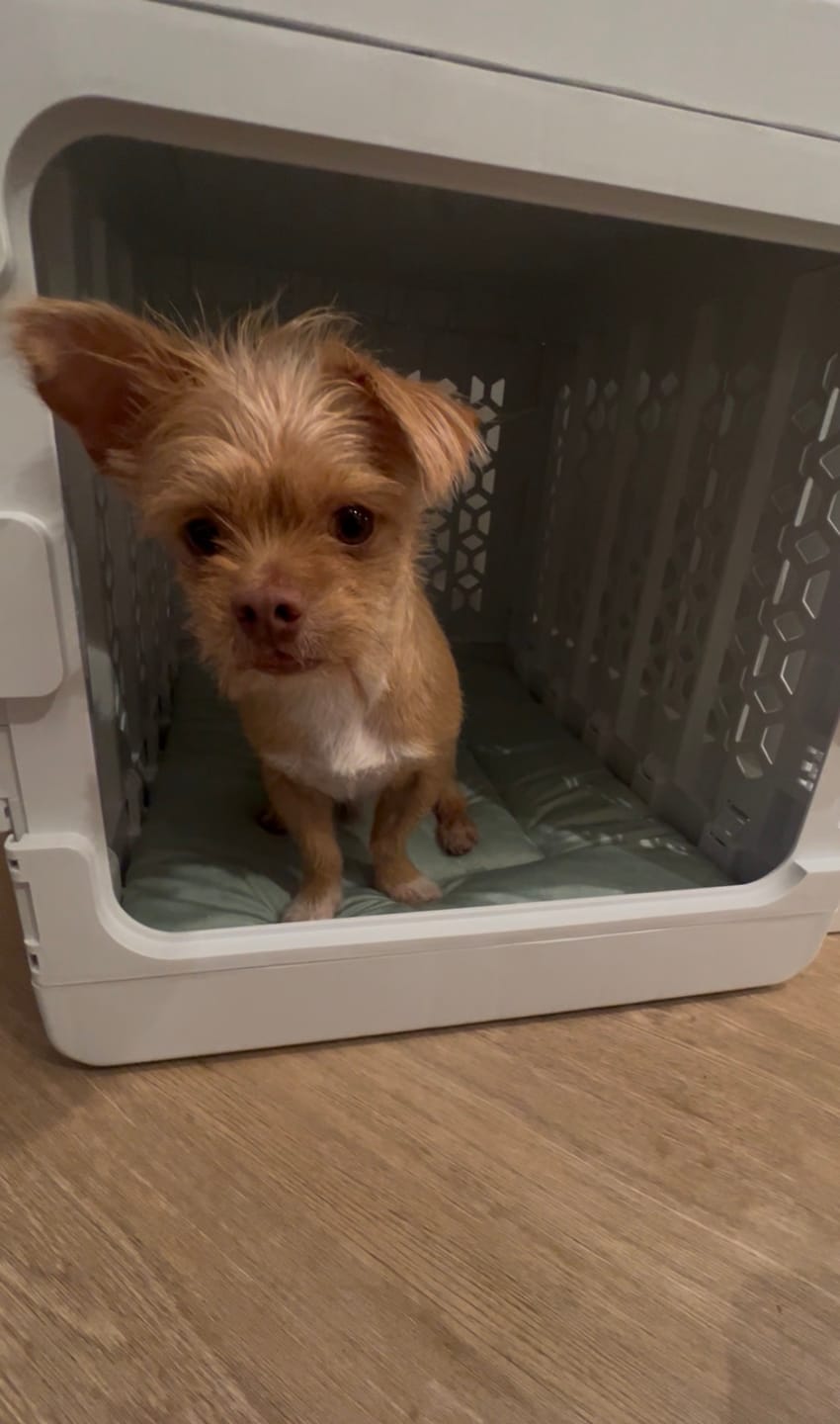 Customer photo review of PAWD Crate Pad & Dog bed