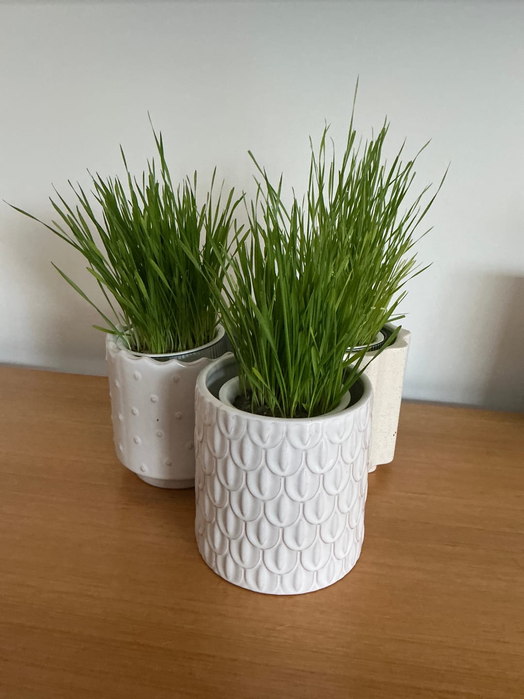 Customer photo review of Michu Cat Grass Seed Replacement Pack - The Ultimate Solution for Lush and Healthy Cat Grass Growth in Australia