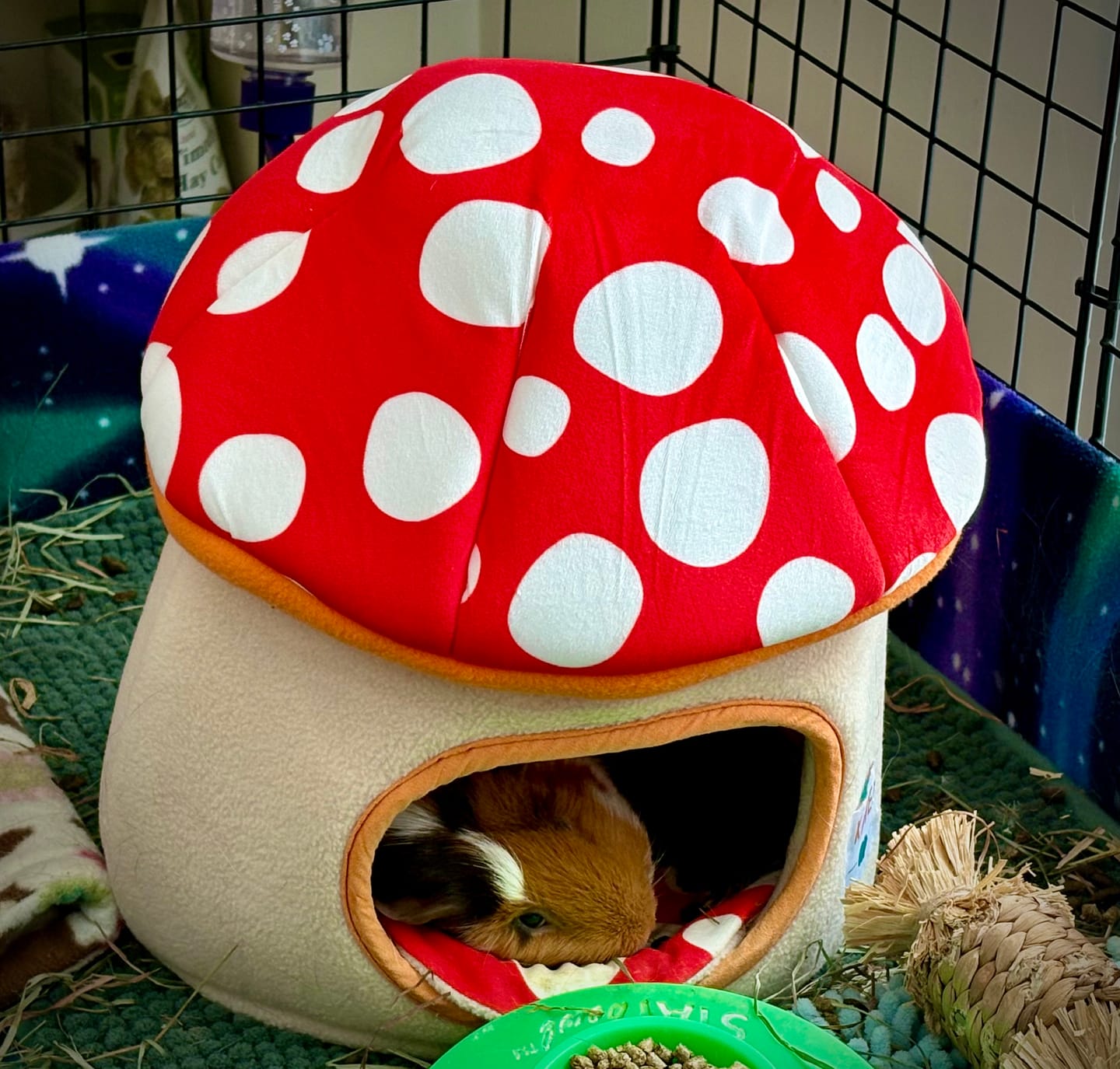 Customer photo review of Guinea Pig Hidey House | Mushroom