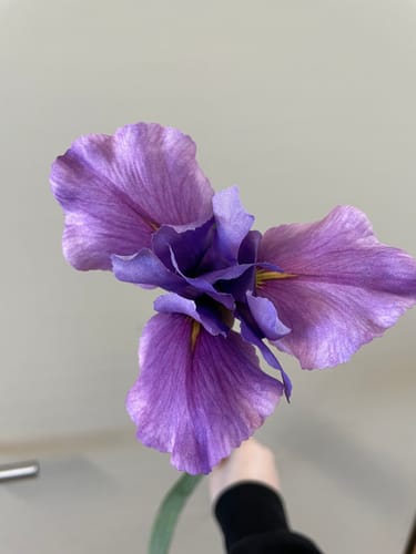 Customer photo review of Iris Kunstbloem 74cm Paars
