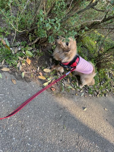 Customer photo review of FunFunPet 高機能ハーネス（お名前タグ作成サービス付き）