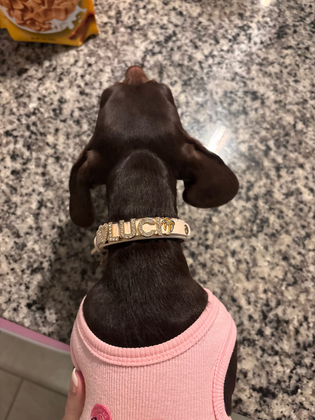 Customer photo review of The Personalized Sparkle Collar