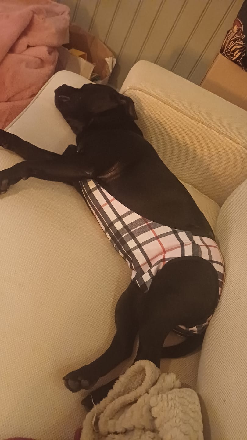 Customer photo review of Staffordshire Bull Terrier 1935® Hygiene Panties with Suspenders - Staffburry Pink