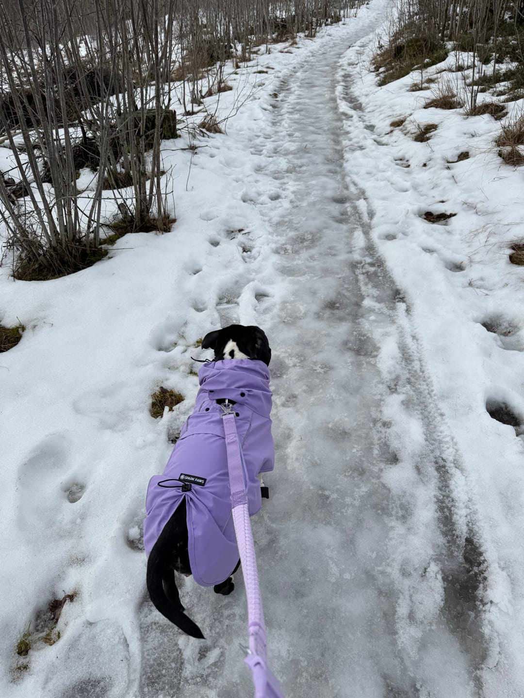 Customer photo review of Multipurpose Seatbelt Handsfree Leash & Poop Bag Holder Set - Lilac