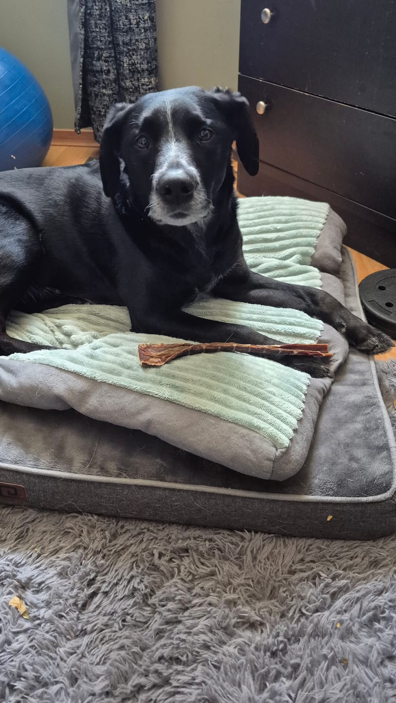 Customer photo review of 12 Inch Beef Jerky Strip