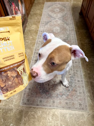 A customer's dog sits and looks up intently at a bag of Poppin' Peanut Butter treats being held in a kitchen.
