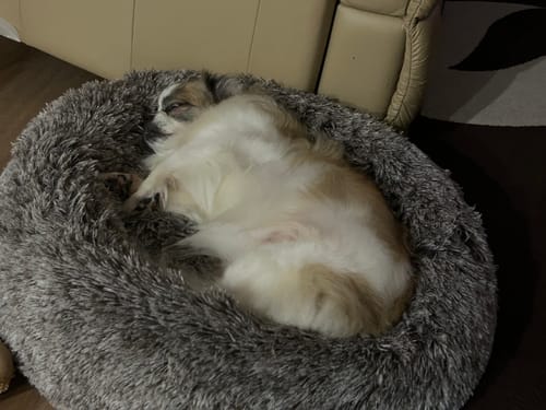 Customer's dog sleeping comfortably on its back in the fluffy, charcoal Calming Pet Bed.