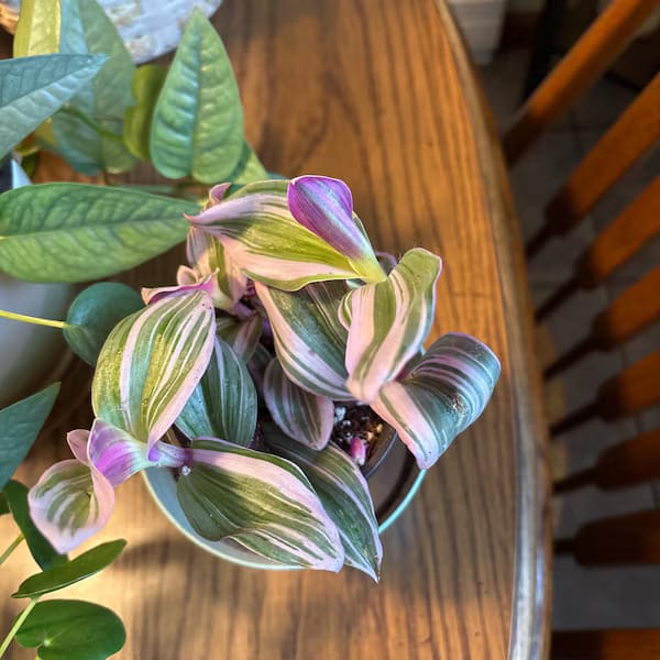 Customer photo review of Rare Tradescantia Nanouk Lilac Plant | Rare Tradescantia Pot | Rare Pink Wandering Jew | Easy care hardy indoor houseplant in a nursery pot