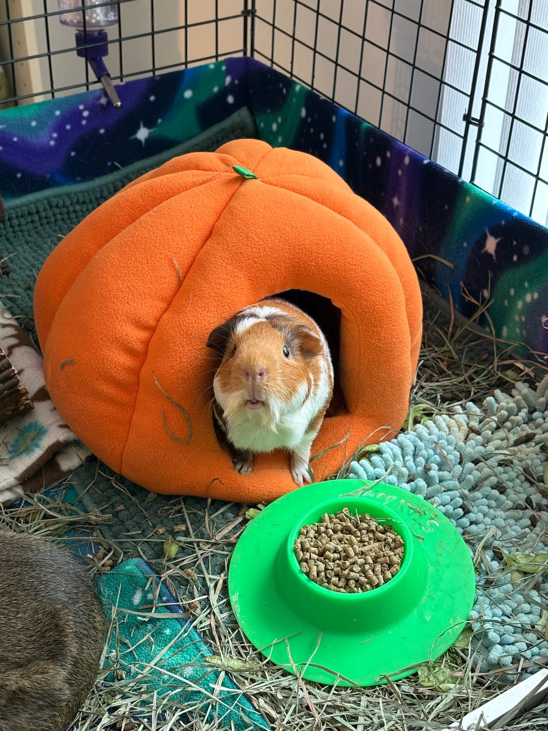 Customer photo review of Fleece Bed | Pawmkin Spice Floofs
