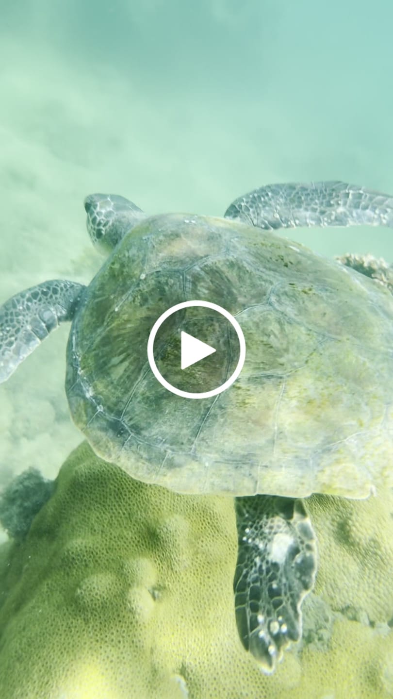 Customer video review of Máscara de Mergulho Antiembaçamento Com Snorkel Atlantic