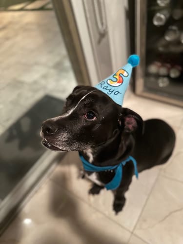 Customer photo review of Standard Personalized Dog Party Pack