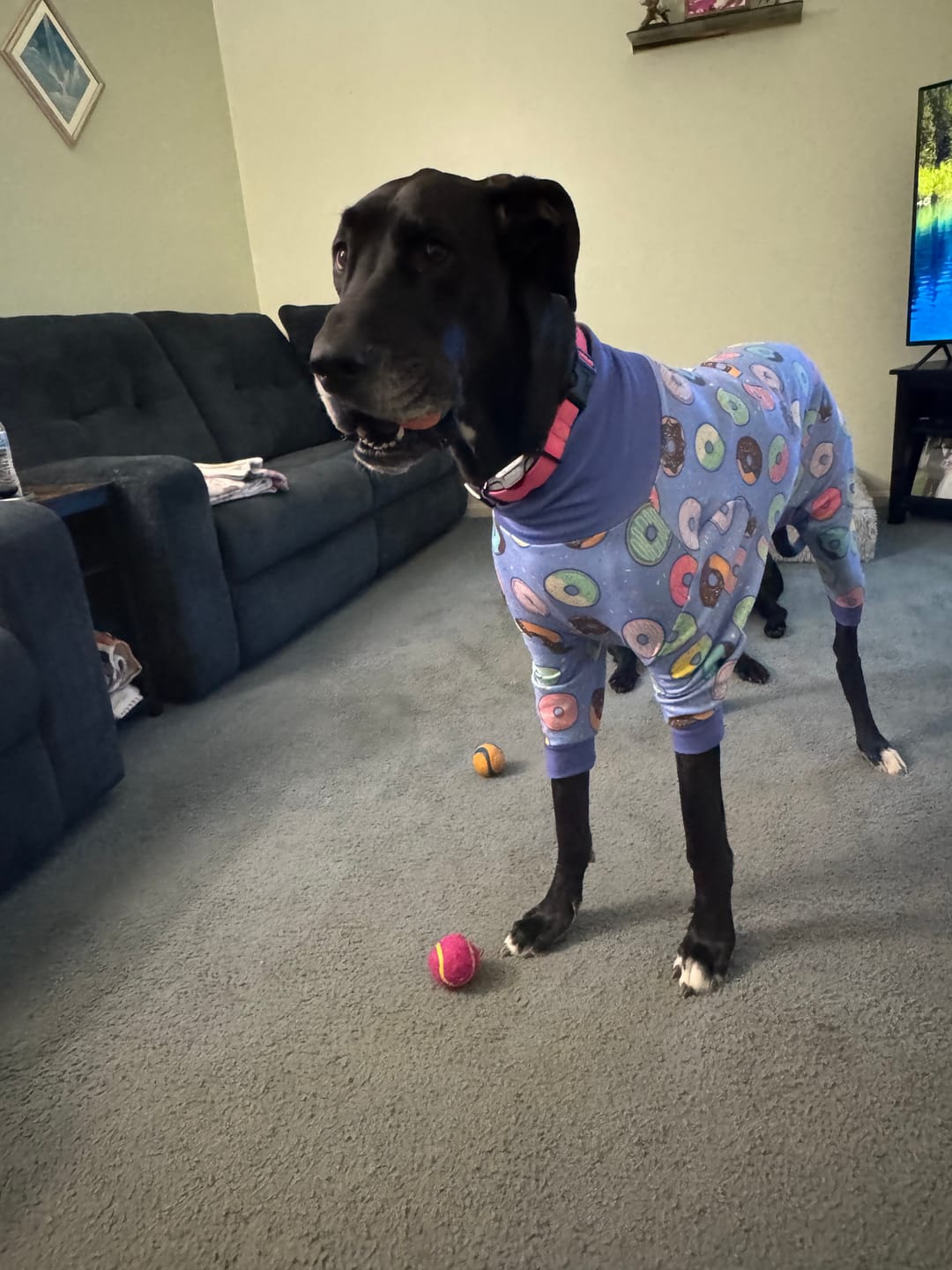 Customer photo review of Dog Pajama - Donuts