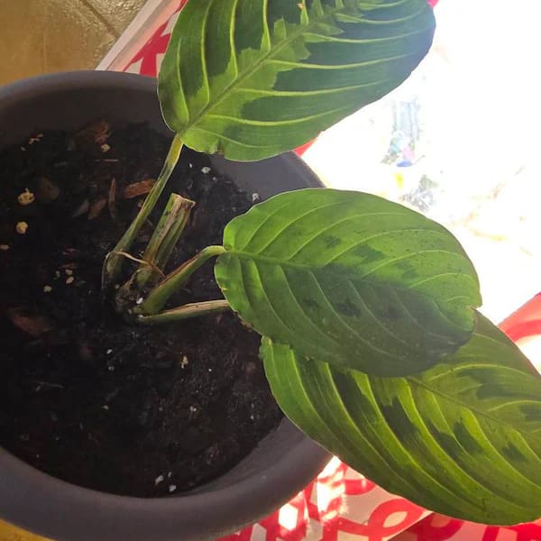 Customer photo review of Raven ZZ plant | Indoor Live Zamioculcas Zamiifolia Raven Plant | Rare Indoor Plant | Zansibar gem | Black ZZ Plant