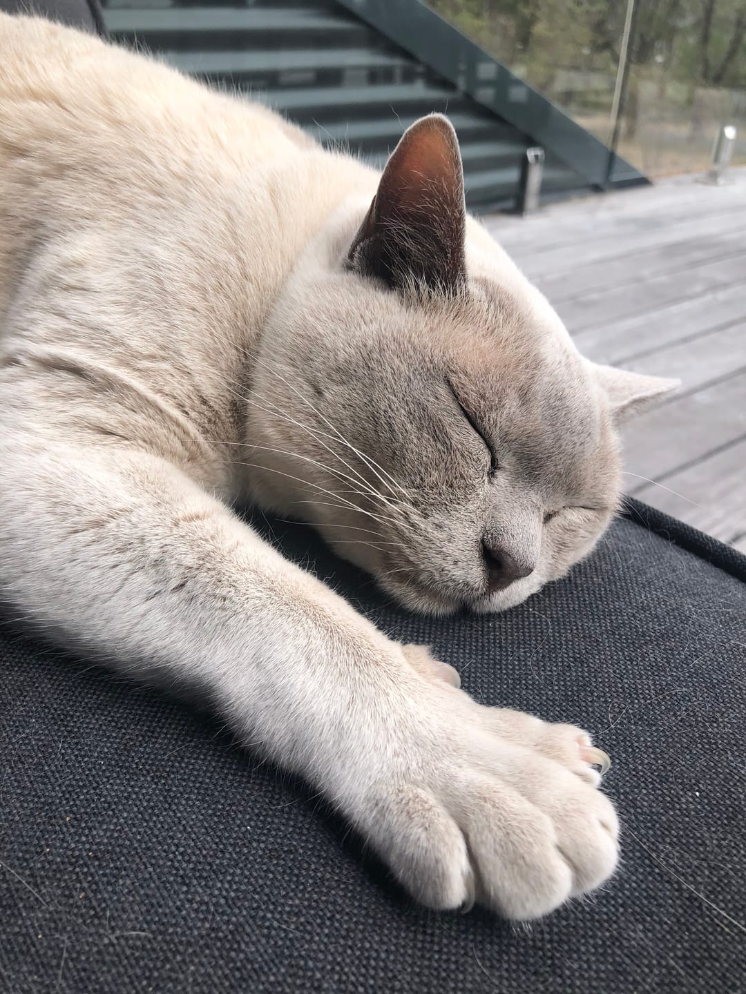 Customer photo review of Michu Tofu Cat Litter Gen3 6L- Dust-Free and Natural Clumping Tofu-Based Formula for Easy Cleanup