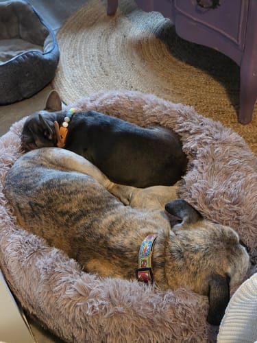 Customer photo review of Hundebett - Katzenbett rund Wuscheldonut + Gratis LED Halsband
