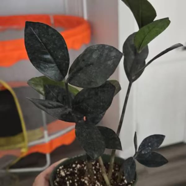 Customer photo review of Raven ZZ plant | Indoor Live Zamioculcas Zamiifolia Raven Plant | Rare Indoor Plant | Zansibar gem | Black ZZ Plant