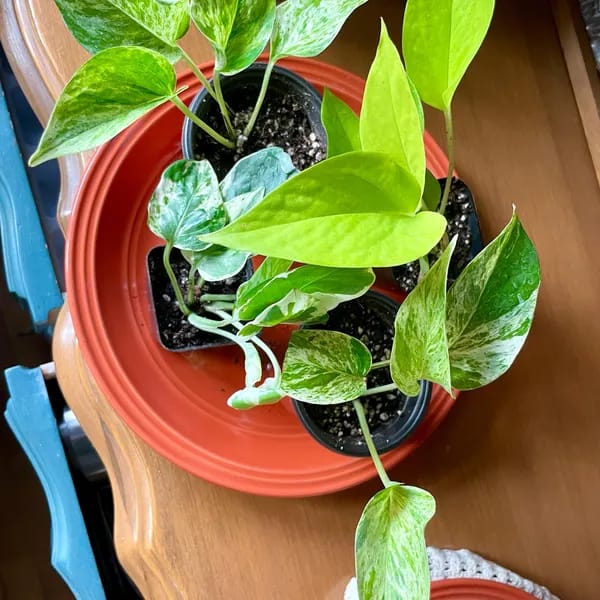 Customer photo review of RARE Marble Pothos Cuttings - Gorgeous Variegated Indoor easy care house plant, Marble Pothos, White and Green variegation propagation plant