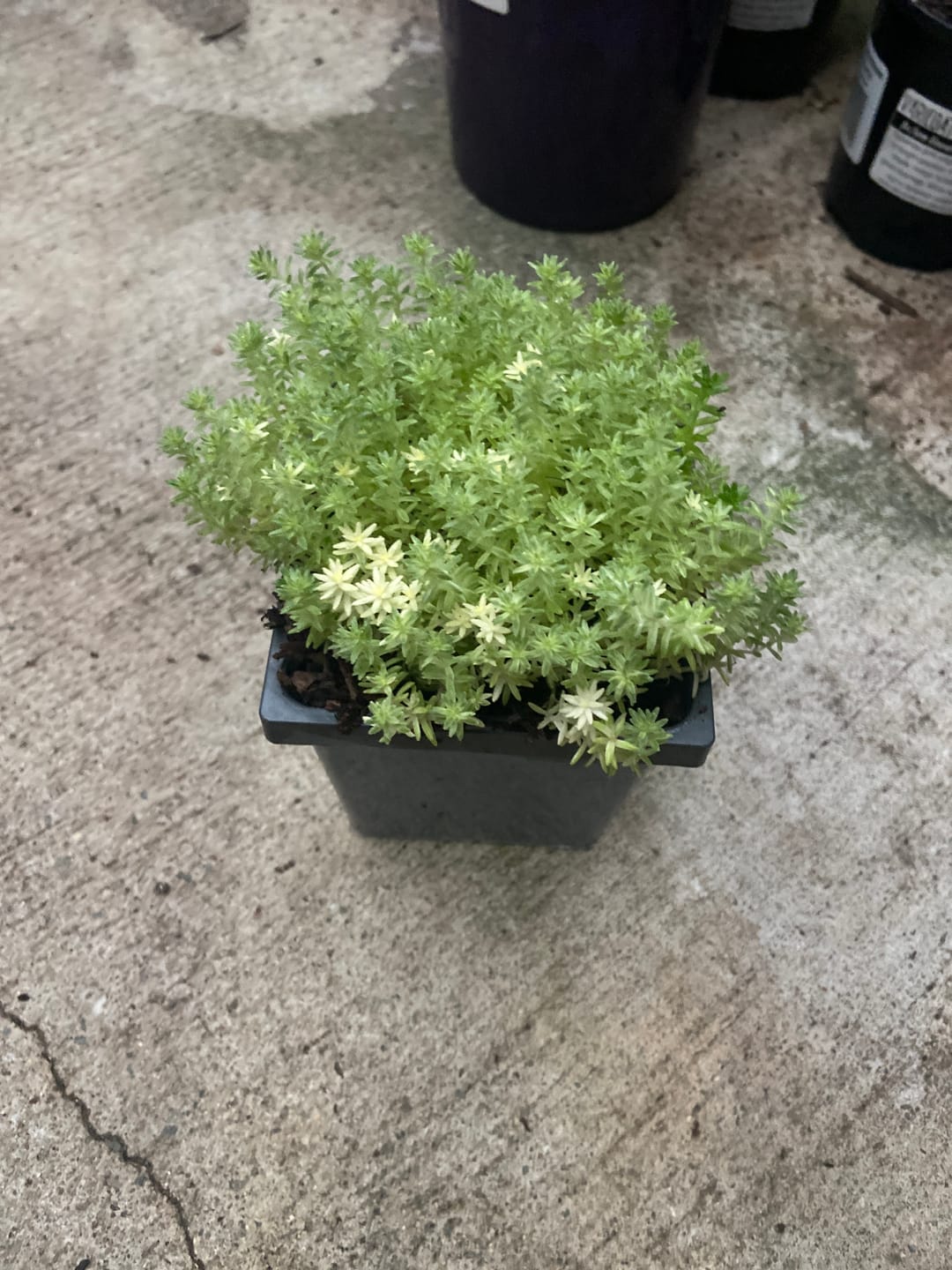 Customer photo review of Sedum Japonicum variegata - Matcha Latte