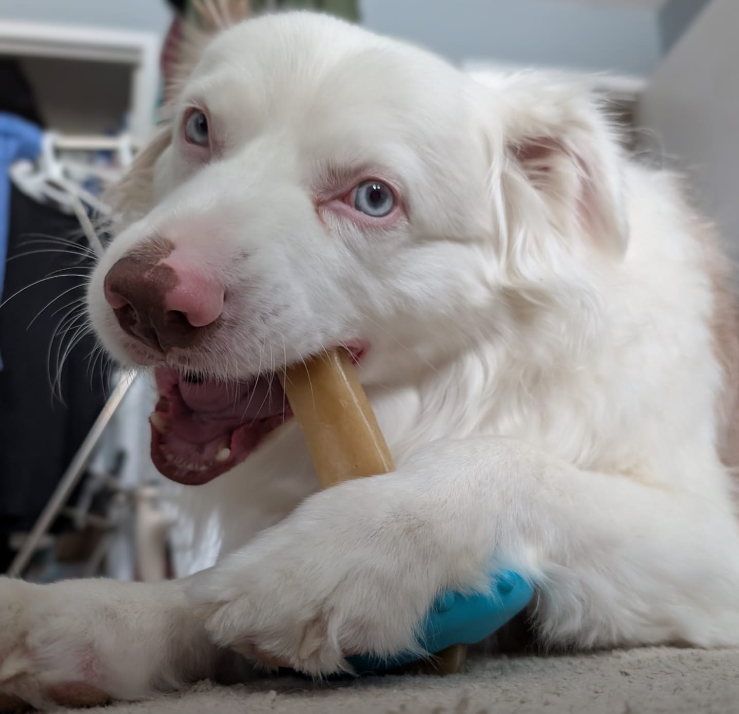 Customer photo review of Himalayan Yak Chew Flavor Pack