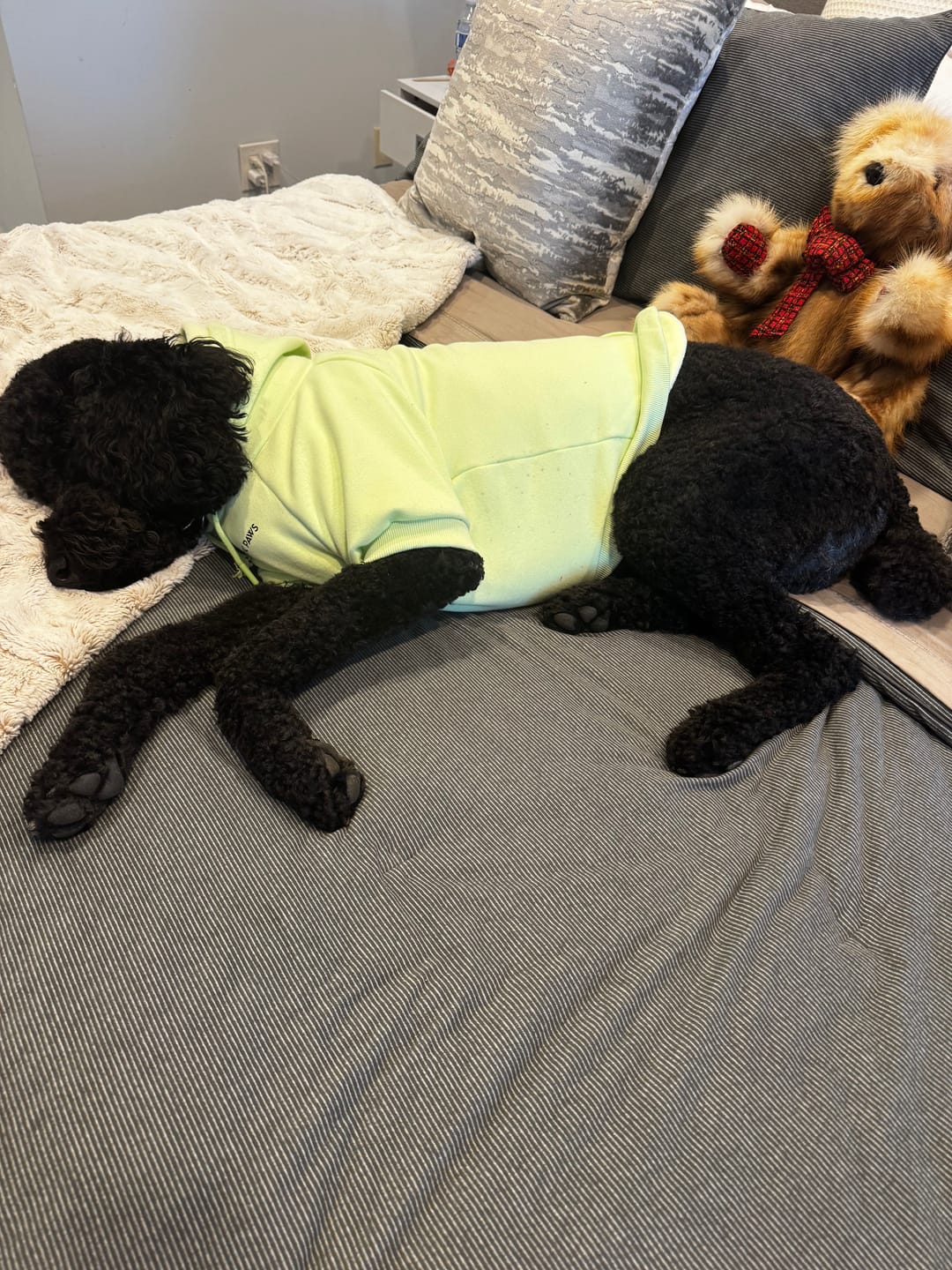 Customer photo review of Essential Dog Hoodies