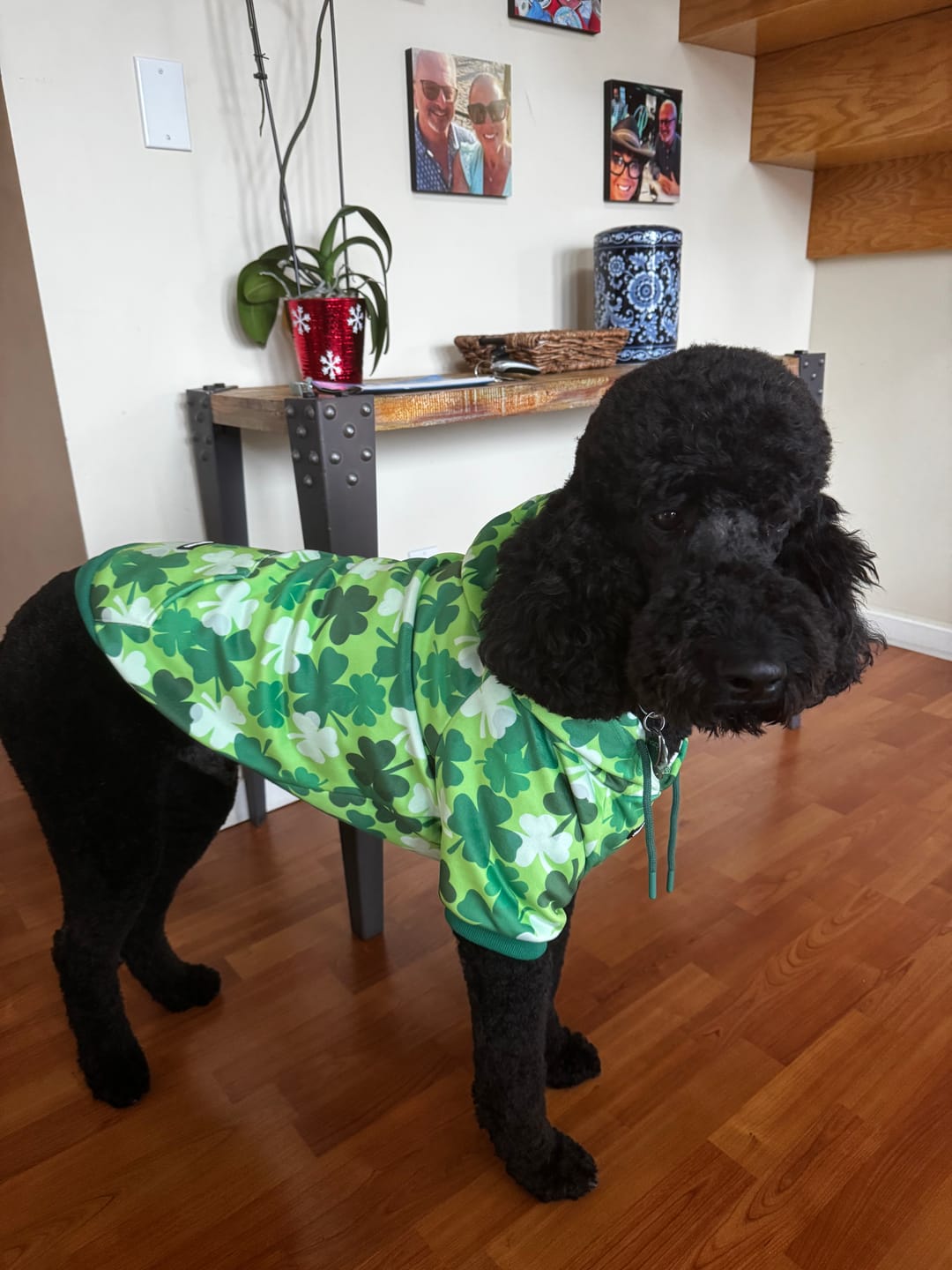 Customer photo review of St. Paddy's Dog Hoodies (Limited Edition)