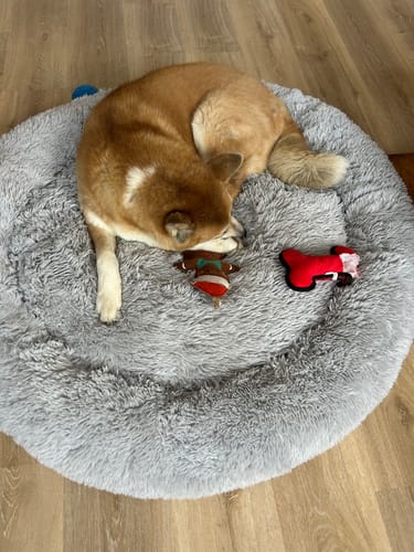 Customer photo review of Puppery Hundebett Wolke 7 - Das Original