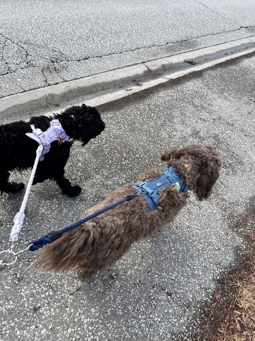 Customer photo review of Cotton Rope Multi-Dog Leash Connector