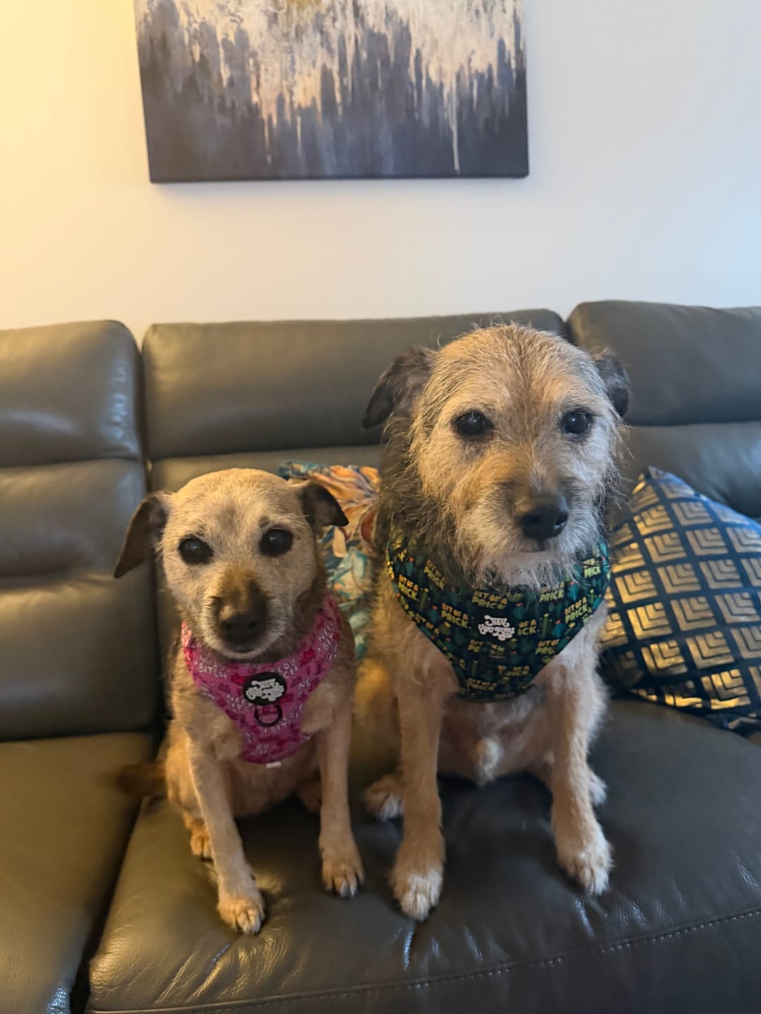 Customer photo review of Needy bi**h harness