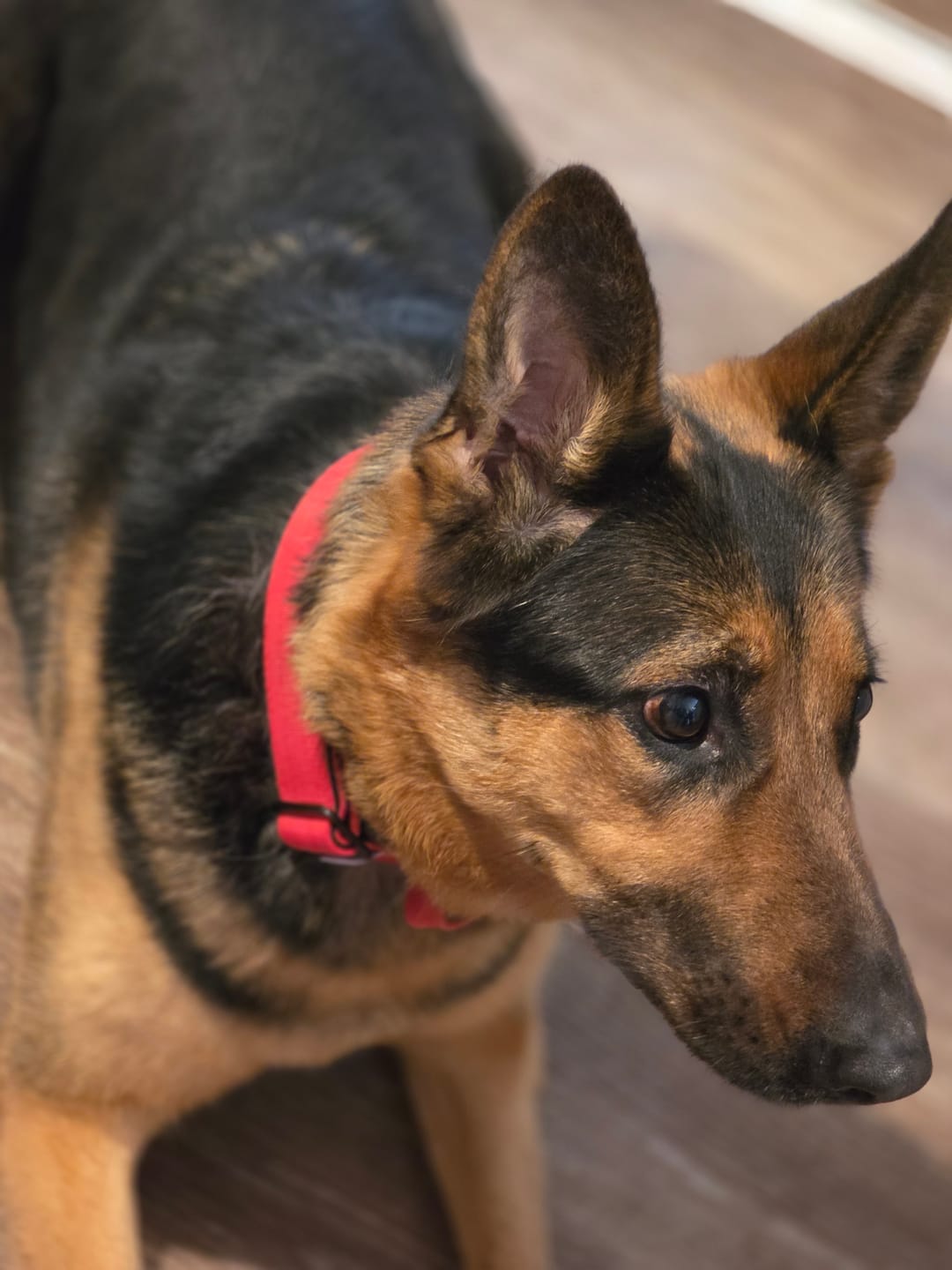 Customer photo review of 5cm Combat® Collar | With Handle & Secure Clip - Red