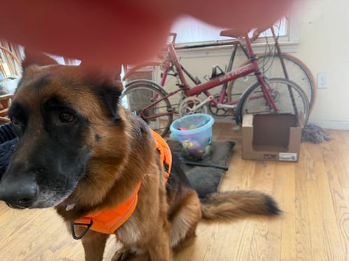 Partial view: Customer's German Shepherd wearing the bright orange Tactical K9 Dog Harness.