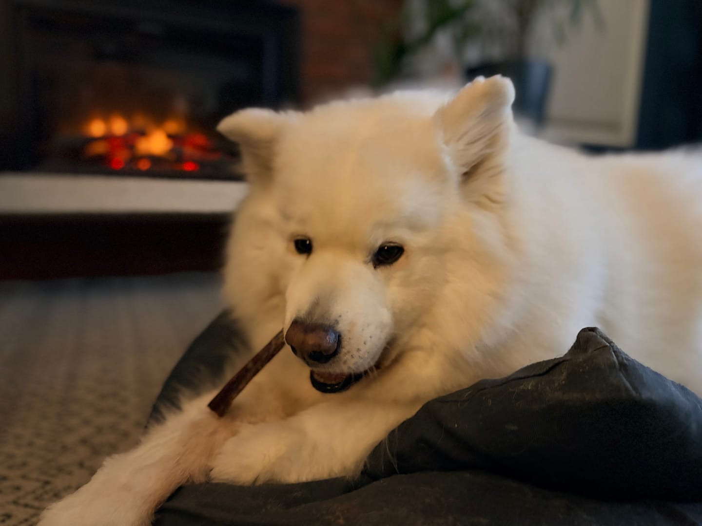 Customer photo review of 5-6 Inch Champion Chew