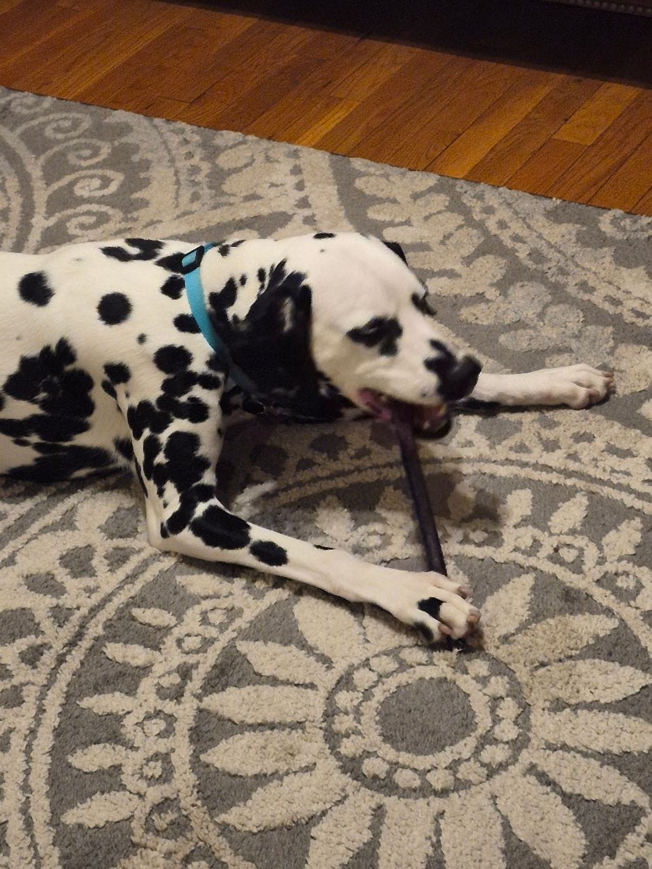 Customer photo review of Regular Bully Sticks