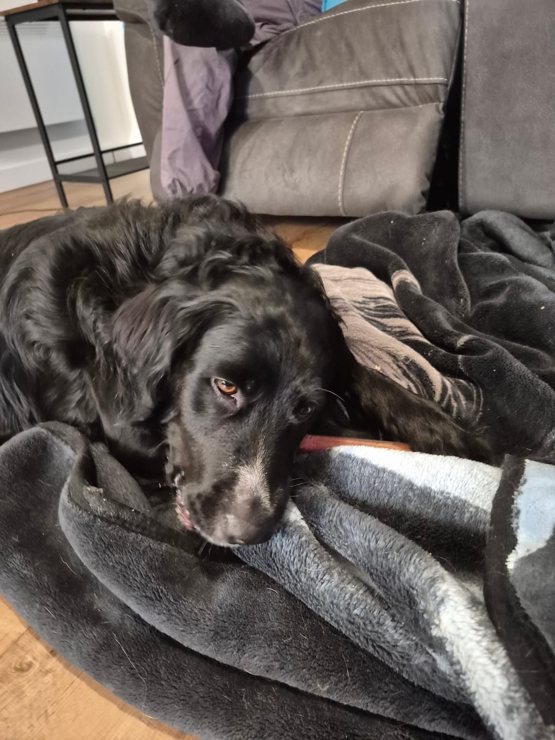 Customer photo review of Horizon Taiga - Nourriture pour chien économique 35 lbs