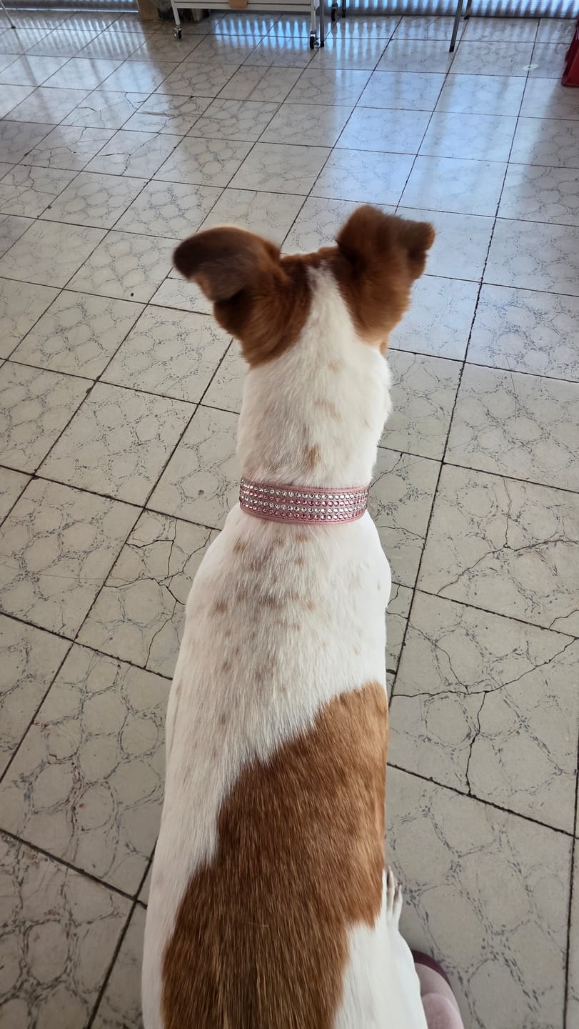 Customer photo review of Collar DeLuxe Rosa