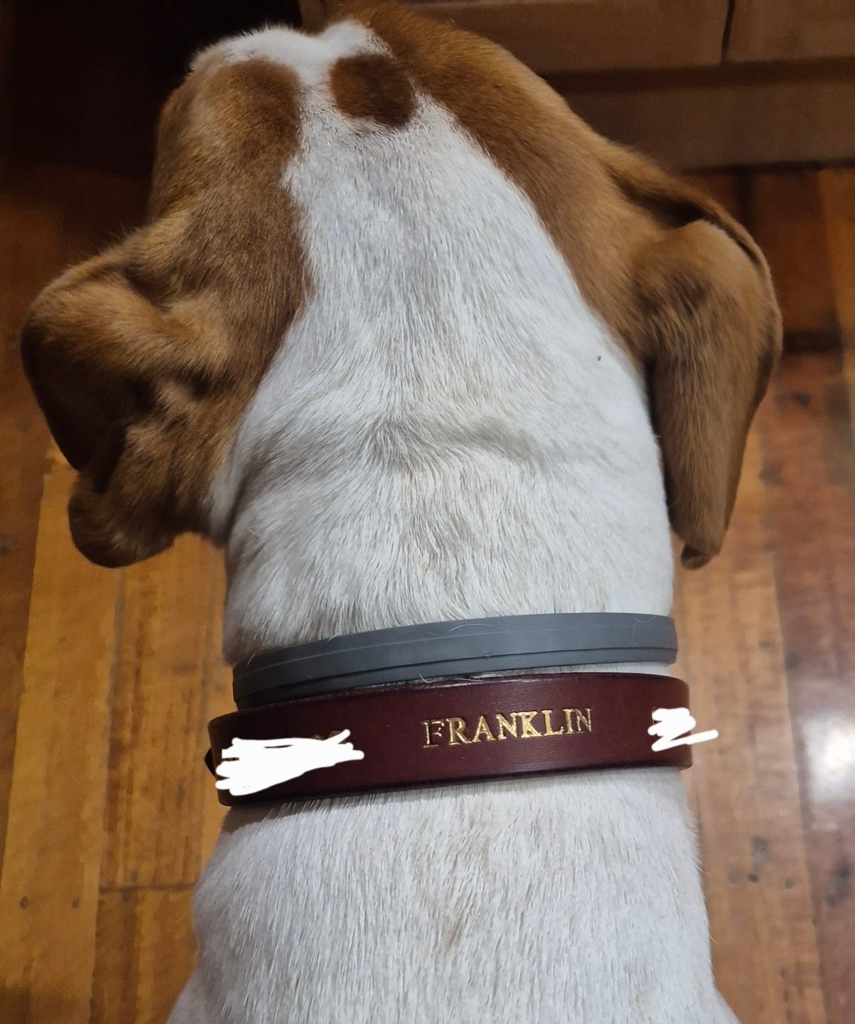 Customer photo review of Dog Collar