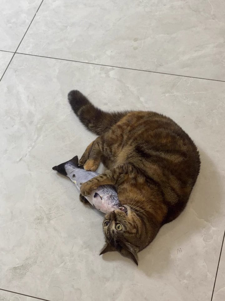 Customer photo review of 100% Natural Catnip Cat Toy