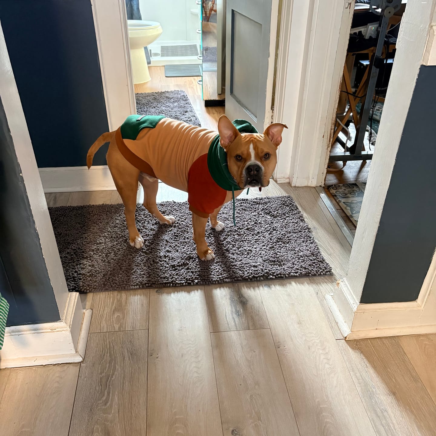 Customer photo review of Ranger Dog Hoodie