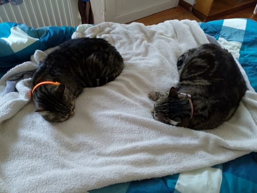 Customer photo review of Diffusore Calmante per Gatti