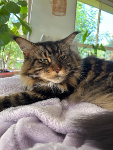 Customer photo review of 1 Month Supply – 3 Cat